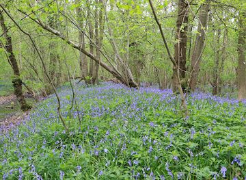 united-kingdom/cambridge/attraction/hayley-wood-nature-reserve