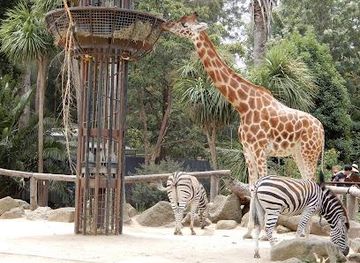 australia/melbourne/attraction/melbourne-zoo