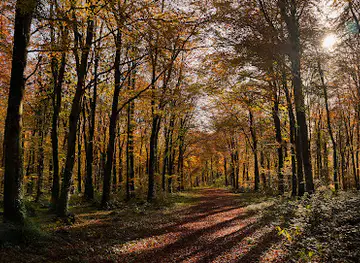 Moore Abbey Woods