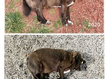 georgia/shida-kartli/attraction/brown-dog-bacho