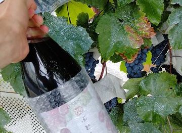japan/yamanashi/attraction/l-orient-shirayuri-winery