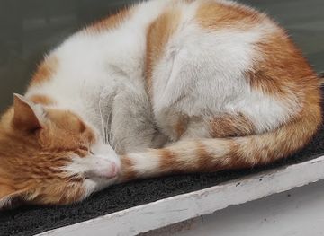 greece/kavala/attraction/fat-cat