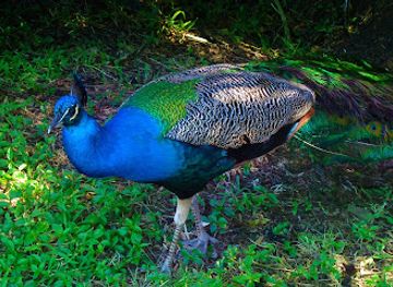 new-caledonia/sarramea/attraction/michel-corbasson-bird-park-and-botanical-garden