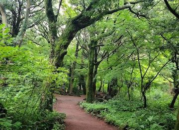 south-korea/jeju-city/attraction/bijarim-forest