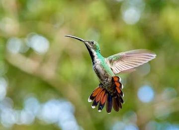 trinidad-and-tobago/san-fernando/attraction/yerette-home-of-the-hummingbird