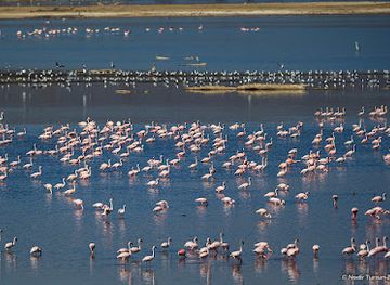 kenya/lake-nakuru-national-park/attraction/flamingo-view