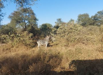 zimbabwe/lowveld/attraction/the-malilangwe-trust