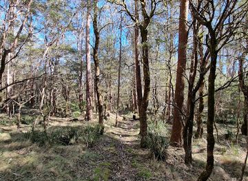 australia/new-england/attraction/tea-tree-falls-walking-track