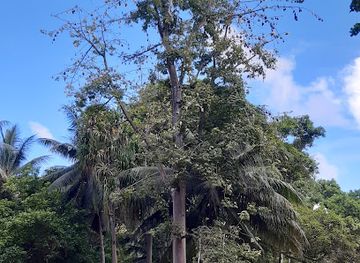 nauru/ijuw/attraction/ubweno-buada