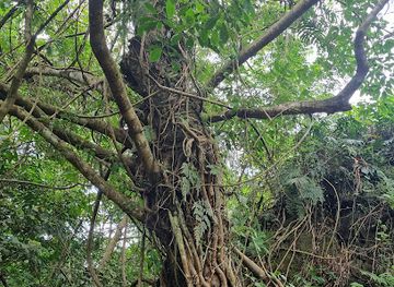 philippines/mt-mayon/attraction/camp-apoy