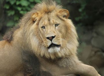 massachusetts/worcester-county/attraction/southwick-s-zoo