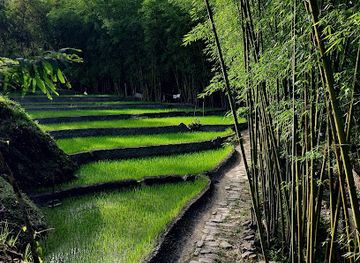 india/kohima/attraction/shurho-o-sote-khou-paddy-field