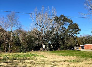 alabama/mobile/attraction/leprechaun-tree