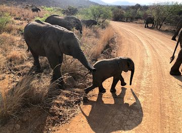 south-africa/pilanesberg-national-park/attraction/safari-pilanesberg