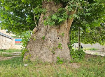 armenia/shikahogh-state-reserve/attraction/old-chinar