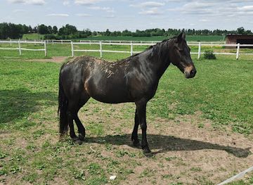 lithuania/panevezys/attraction/zirgynas