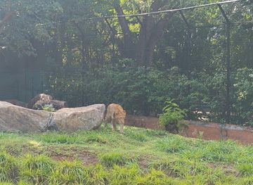 india/mysore/attraction/lion-area