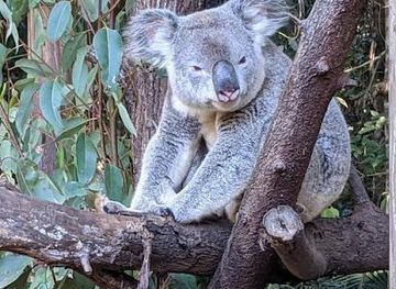 australia/noosa/attraction/wildlife-hq