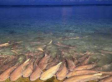maldives/vaavu-atoll/attraction/shark-feeding-point
