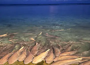 Shark feeding point