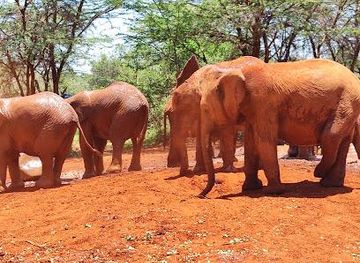 kenya/nairobi/attraction/sheldrick-wildlife-trust