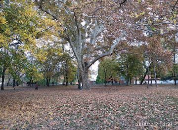 hungary/eger/attraction/nagy-platanfa