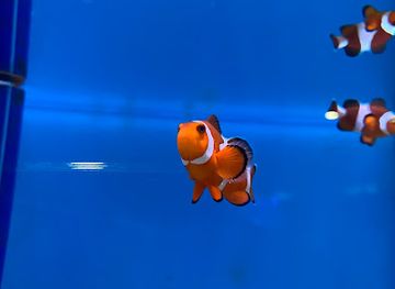 malaysia/kota-kinabalu/attraction/clown-fish-discovery