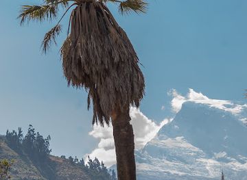peru/huascaran-national-park/attraction/la-ultima-palmera
