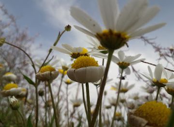 tunisia/tunisian-sahara/attraction/jemna-dezert-sahara