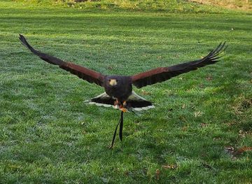 ireland/ring-of-kerry/attraction/killarney-falconry