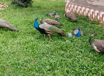 ghana/bono-region/attraction/nwoase