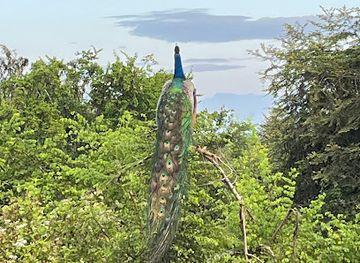sri-lanka/udawalawe-national-park/attraction/udawalawe-safari-fun