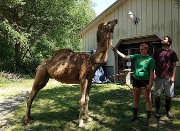 north-carolina/high-country/attraction/animal-ed-ventures-sanctuary-earth-speak-park