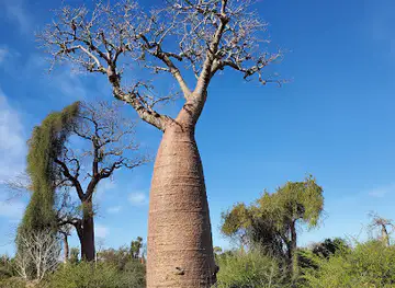 Reserve Reniala