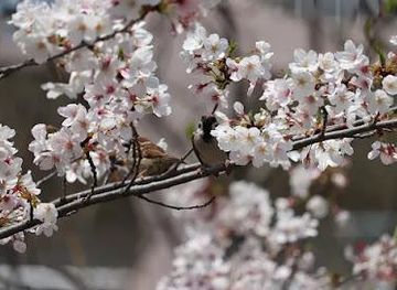 japan/tokyo/attraction/akabane-park