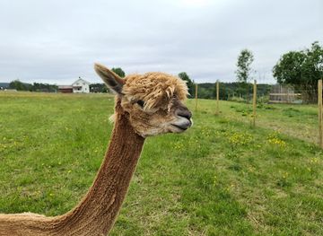 norway/telemark/attraction/svenseid-alpakka