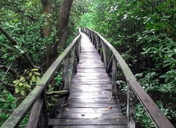 indonesia/south-kalimantan/attraction/mangrove-margo-mulyo