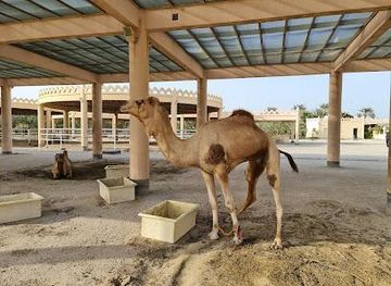 bahrain/isa-town/attraction/royal-camel-farm