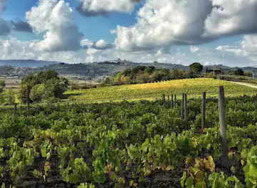 Winery Vineyards Cantina Cellar and Farm Fattoria Santa Vittoria