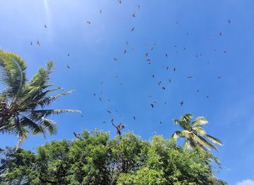 timor-leste/matebian-mountain/attraction/gariurai-bat-flying-fox-colony