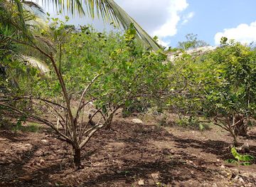 belize/mountain-pine-ridge-forest-reserve/attraction/pura-vida-ranch