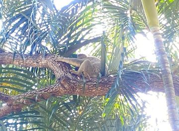 australia/magnetic-island/attraction/yallambee-the-koala