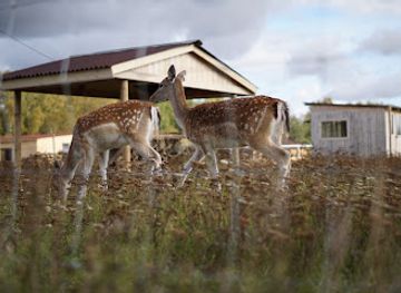 estonia/ida-viru-county/attraction/mtu-rootsikalmu-ratsatalu