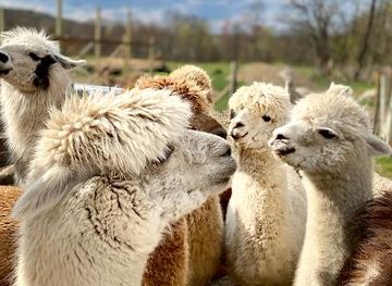 new-york/hudson/attraction/clover-brooke-llama-and-alpaca-farm