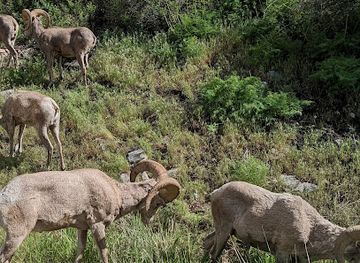 montana/bitterroot-national-forest/attraction/medicine-tree-historical-marker