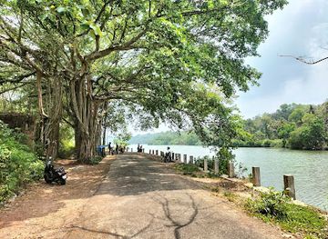 india/kerala-backwaters/attraction/kaithakody-big-banyan-tree-kaithakody