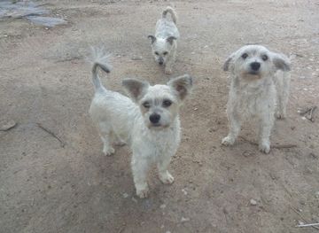 zambia/central-province/attraction/cherise-kids-park
