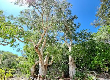 australia/hinchinbrook-island/attraction/blacksand-beach