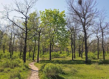 ukraine/mykolaiv-region/attraction/dubky