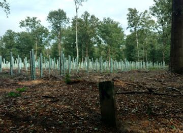 netherlands/veluwe/attraction/ede-forest